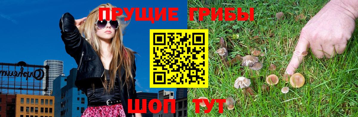 Краснокаменск  Галлюциногенные грибы Cubensis  Вход с VPN 